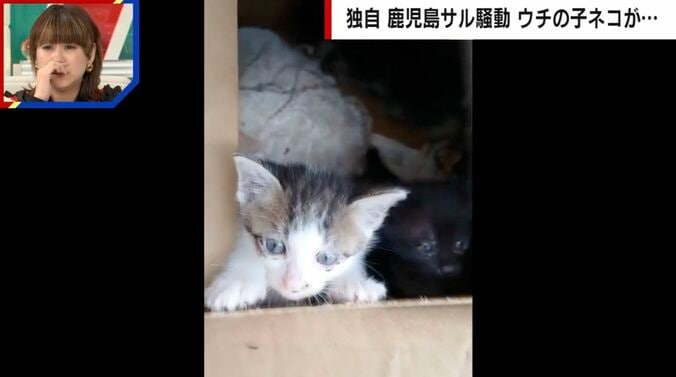 サルに襲われた子猫
