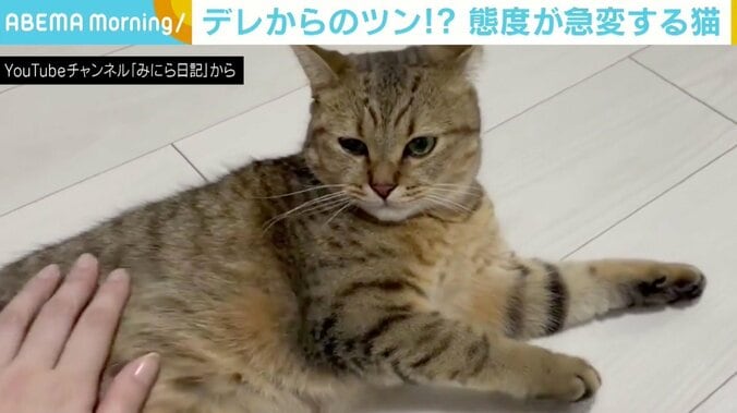 数分前まで撫でさせてくれたのに…おやつをもらった猫が“塩対応”に急変 「でも許せる」 1枚目