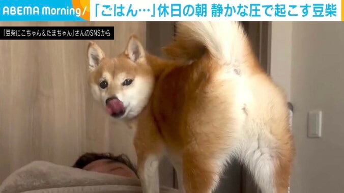 豆柴のにこちゃん