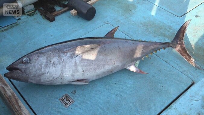 クロマグロ漁獲枠拡大で合意　先月反対のメキシコが賛成　日本が新計算式を丁寧に説明 1枚目