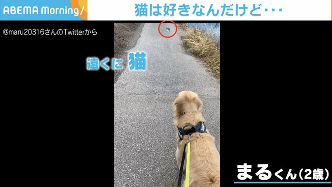 散歩中に猫と遭遇した犬 まさかの展開に飼い主呆れモード「うちにもいるやん？」とツッコミ 1枚目