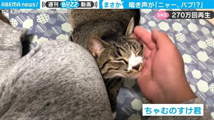 猫とは思えない！ 衝撃の鳴き声に飼い主困惑「後にも先にも一度きりで…」