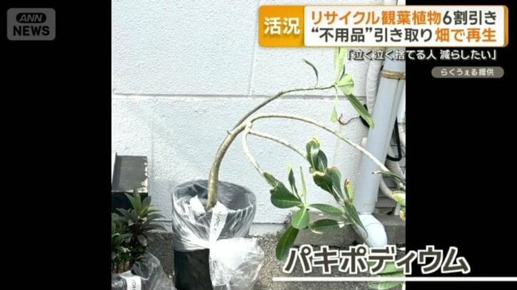 パキポディウム