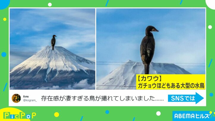 富士山頂に鳥が降り立った? “奇跡の1枚”に「ラスボス感」「小説の表紙にしたい」と驚きの声 2枚目