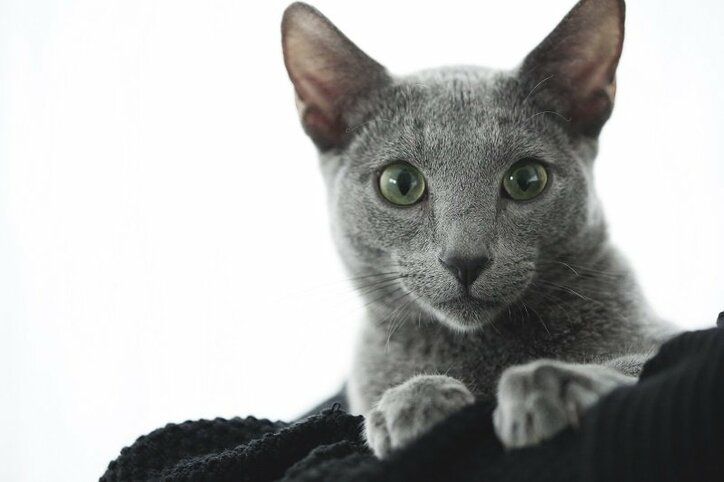 沢尻エリカが体当たりでこじらせアラサー女性を熱演!『猫は抱くもの』予告編映像が解禁