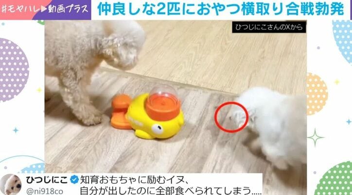 おやつを横取りされるトイプー