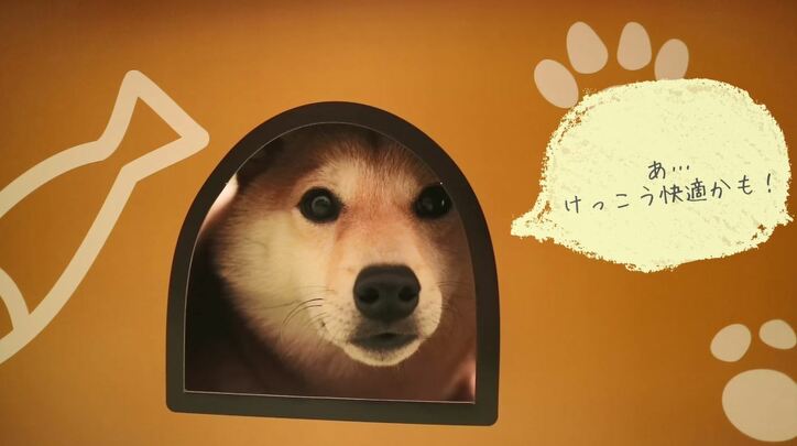 「お尻出てるよ!」ふわもこ柴犬だいふく、家を買う? お散歩やおもちゃに大興奮