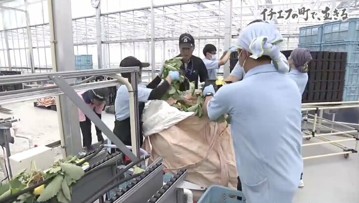 「“毒イチゴ農家”ってネットに書かれたことも…」“イチエフ”の町・大熊で生きることを決めた人たち