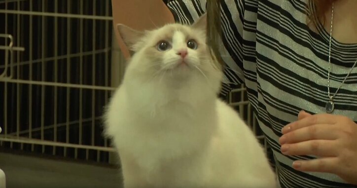 ふわふわ仔猫大集合「キャットショーって何？」　スター候補ニャンコに密着にゃ
