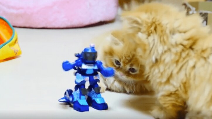 猫「こいつは誰だ…?」青い物体に固まるマンチカンズがかわいい