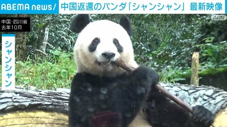 【写真・画像】ジャイアントパンダ「シャンシャン」 元気に竹を頬張る最新ショットを公開　1枚目