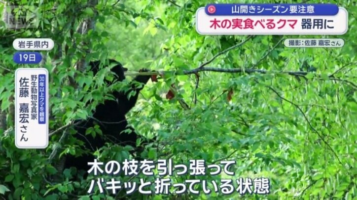 オオヤマザクラにのぼり実を食べているクマ