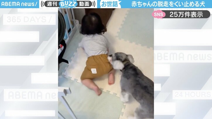 赤ちゃんと犬