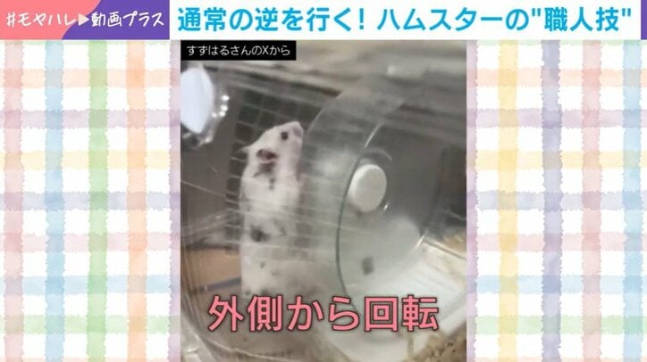 ゴールデンハムスターのピケちゃん