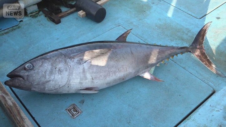 クロマグロ漁獲枠拡大で合意 先月反対のメキシコが賛成 日本が新計算式を丁寧に説明