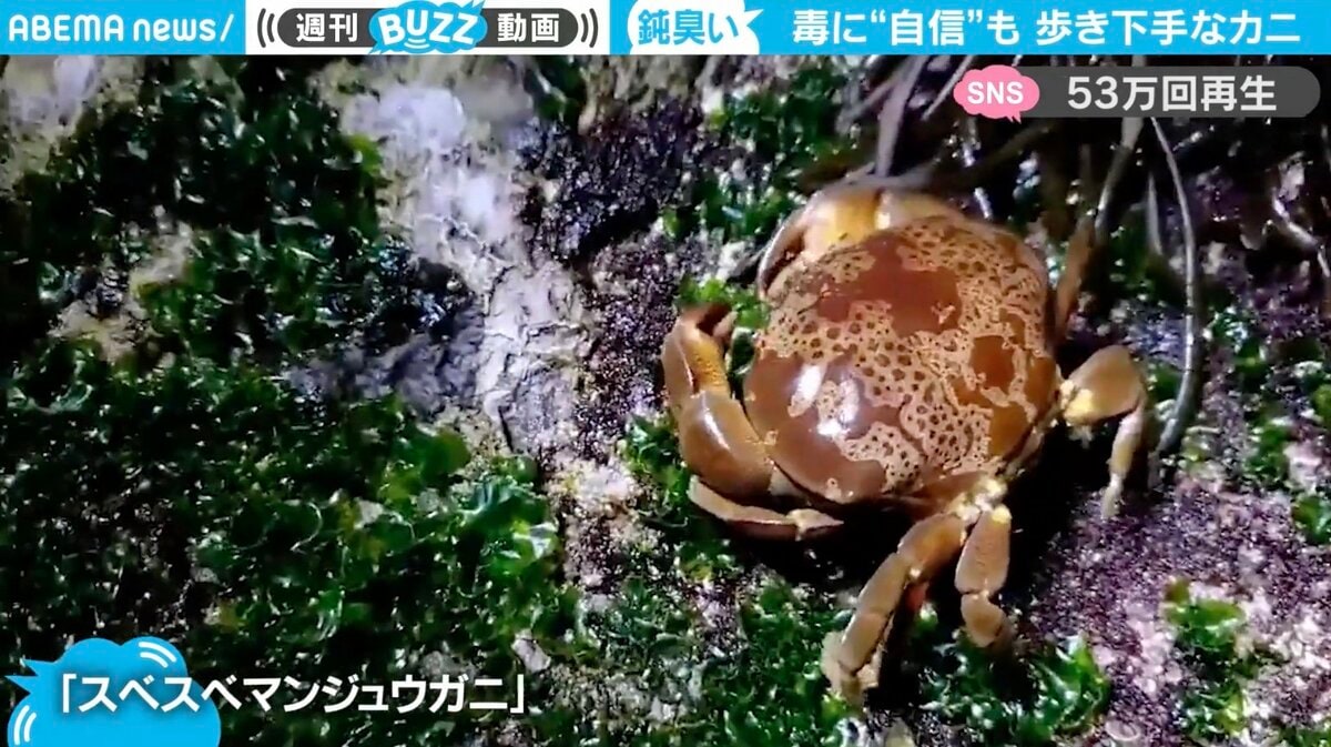 ドンくさい歩き方をする猛毒ガニ “前に向かって歩く”貴重映像が