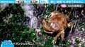 ドンくさい歩き方をする猛毒ガニ “前に向かって歩く”貴重映像が「後ろ足左右ともブラブラ」「横に歩かない蟹」と話題
