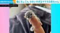 「かわわ～！」飼い主の指に捕まって眠る「アフリカヤマネの赤ちゃん」が話題