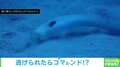 機械のように高速回転するウミヘビ 貴重な“必殺技炸裂”に「想像以上」「めっちゃ凄すぎる」と驚きの声