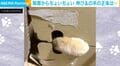 隙間から“ちょいちょい”と手を伸ばすネコに「うちにも住んでほしい!」「かわいいなあ」の声