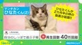もふもふでキュートな子猫 自分の尻尾と戯れる姿に「可愛いの塊だ」「天使すぎ」癒やされる人続出