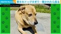 タオルから新聞紙まで!「はいはい僕のベッドね」とくつろぐ犬の姿に注目