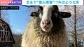 “ほぼ牛”だけど牛ではない…牧場に潜む“スパイ”の正体に驚愕「ヒツジのコスプレした牛？」「生成AIかと」と大混乱