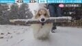 吹雪の中でも枝をくわえて運ぶコーギーが、SNSで話題！「一生懸命な姿が可愛い」「棒運びお疲れ様です！」