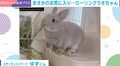 ボールには見向きもせず…骨盤矯正イスで回転技を磨くウサギに「人間より使いこなしてるのでは」「天才！」などの声