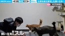 2匹の猫が飼い主に“想定外”の仕打ち 切なすぎる結末に「立ち直れない」同情の声