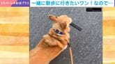 かまってほしくてイタズラ！リモコンを“強奪”したコーギー→まさかの散歩風景に「3度見くらいしました」「どうしてこうなったのか」などの声