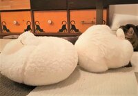 【映像】一瞬でクッションと同化する猫