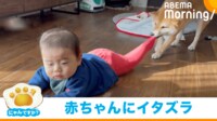 【動画】柴犬の珍行動に“ご機嫌スマイル” 赤ちゃんがズボンを脱がされる一部始終