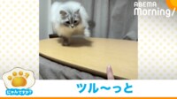 【映像】飛びかかった猫が“静かに転落”