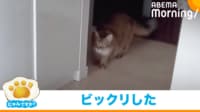 【映像】床にこぼれた水滴に驚く猫