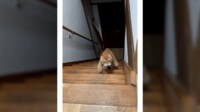 じわじわくる…猫の独特な階段の登り方