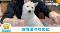 【映像】「どっちだゲーム」で自信満々にタッチする白柴犬