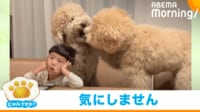 【映像】大型トイプードルの乱闘VSノーリアクション男子