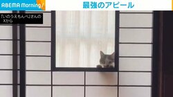 障子の窓から部屋を覗く猫！“遊んでアピール”する姿が話題