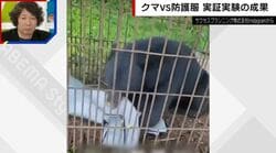 クマの爪にも耐える最強の防護服「熊テクター」 生きたクマでの実証実験の結果は