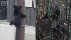 クマの爪“驚異の威力”専門家「爪は凶器」
