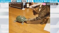 「なんで動かないの？」カメのフィギュアを不思議そうに見つめる猫に「戸惑ってらっしゃいますねｗ」と反響