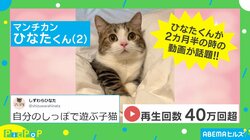もふもふでキュートな子猫 自分の尻尾と戯れる姿に「可愛いの塊だ」「天使すぎ」癒やされる人続出