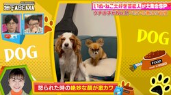 怒られたら寝たフリ？村上佳菜子の愛犬の絶妙な表情が可愛いと話題に「完全にトーンで“怒ってる”というのをわかってる」