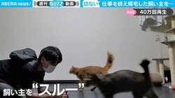 2匹の猫が飼い主に“想定外”の仕打ち 切なすぎる結末に「立ち直れない」同情の声