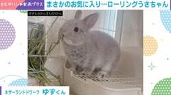 ボールには見向きもせず…骨盤矯正イスで回転技を磨くウサギに「人間より使いこなしてるのでは」「天才！」などの声