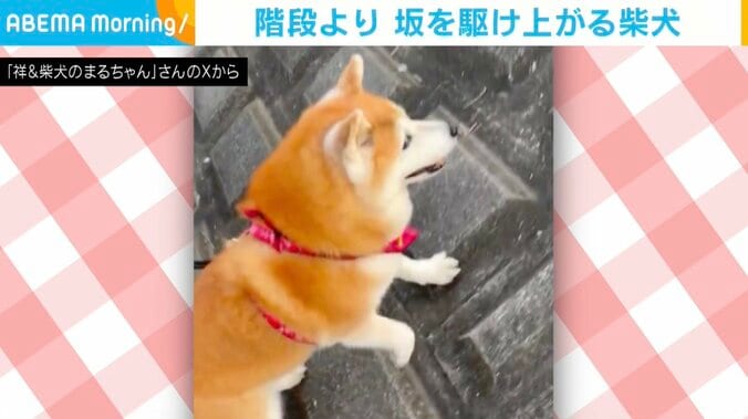 柴犬のまるちゃん