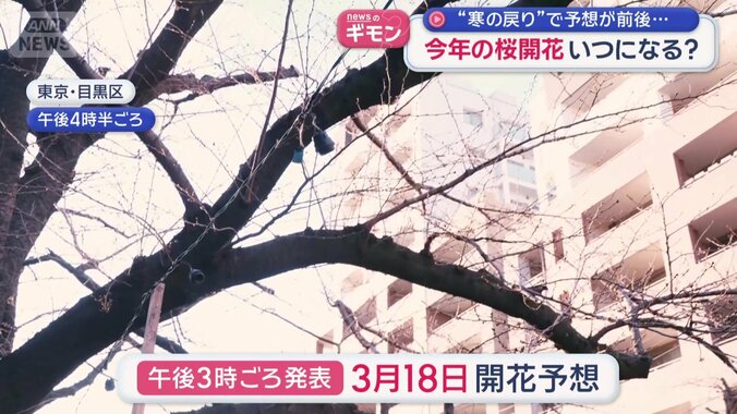 18日の開花予想