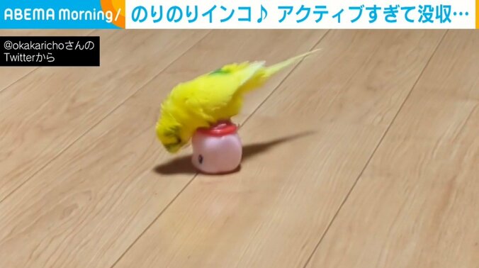 のりの容器に乗るインコ ノリノリで遊ぶ姿に「完璧に乗りこなしてますね」「遊んでるのがカワイイ」絶賛の声 1枚目