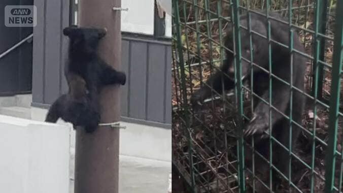 クマの爪“驚異の威力”専門家「爪は凶器」 1枚目